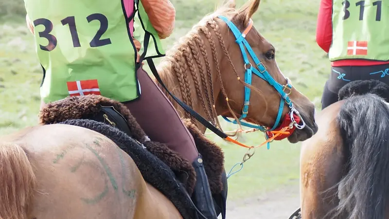 How to Spot Speed Bias and Track Bias in Horse Racing