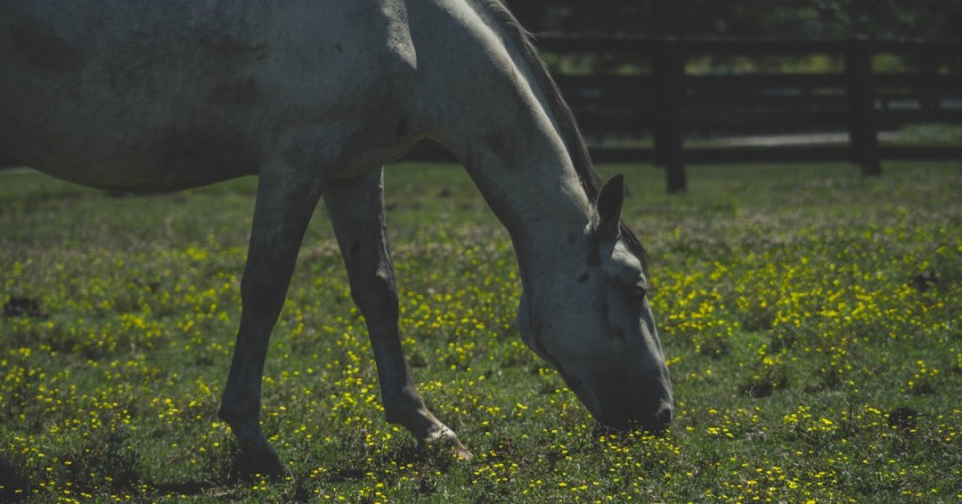 Thoroughbred mare and foal in a lush Kentucky bluegrass paddock at sunrise