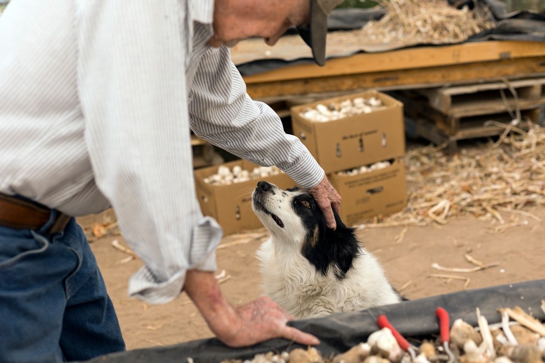 Veterinarian examining a broodmare during a pre-purchase examination at a thoroughbred breeding farm